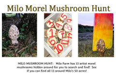 Mushroom-Hunt