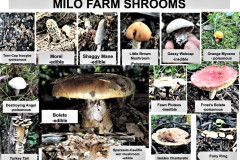 Milo-Farm-Mushrooms-2